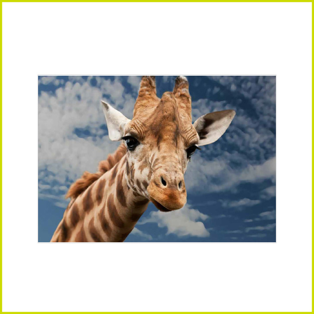 CANVAS GIRAFFE