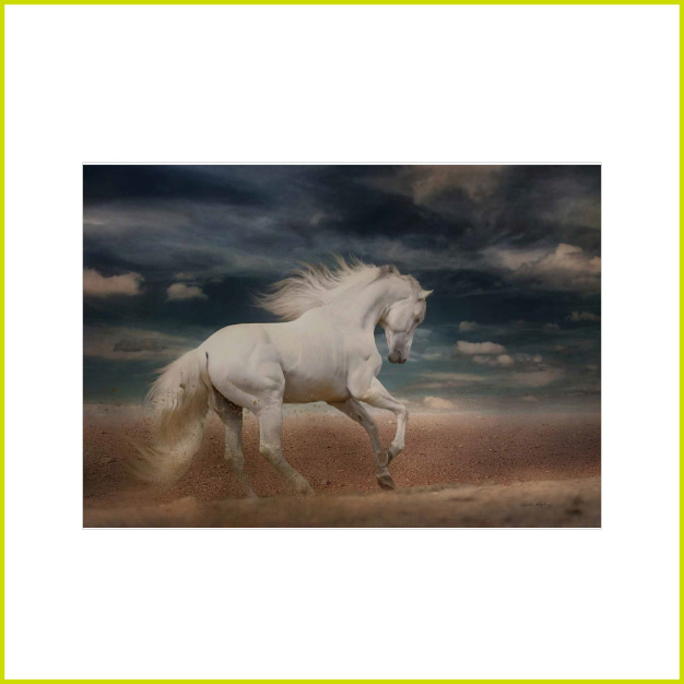 CANVAS WHITE HORSE