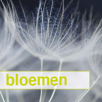 bloemen