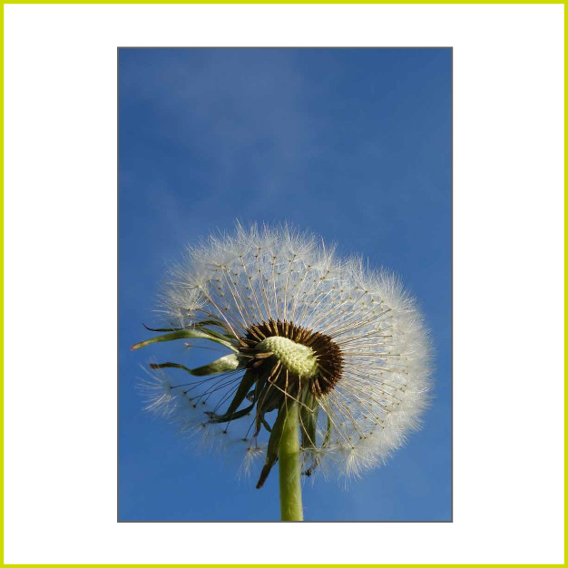 dandelion