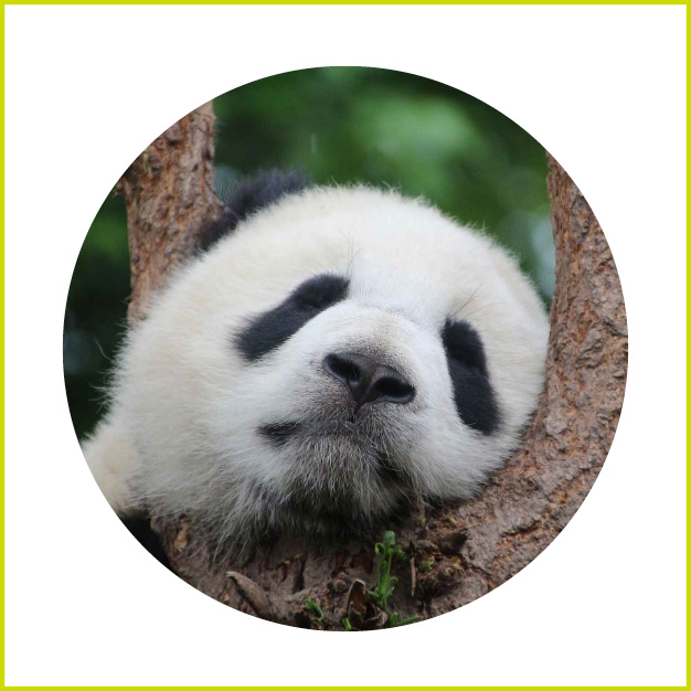 panda