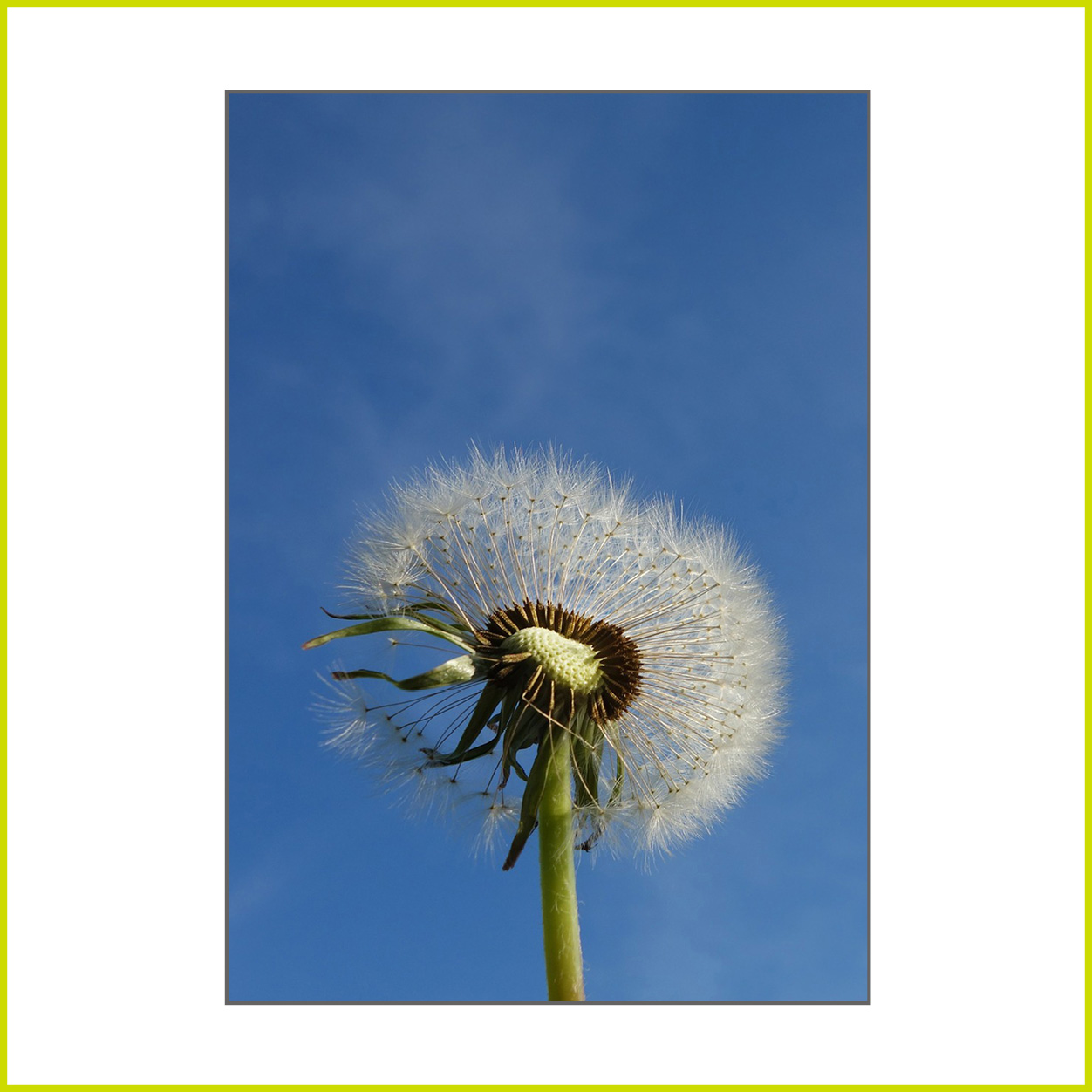 dandelion