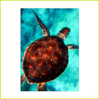 sea turtle